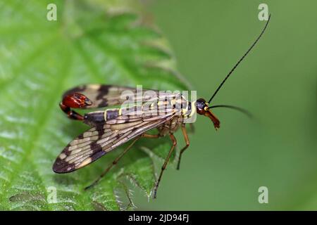 Scorpion Fly Panorpa communis - männlich Stockfoto