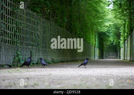 Krähen stehen im Sommer auf dem Boden Stockfoto