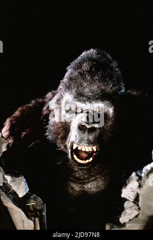 GORILLA, KÖNIG KONG LEBT, 1986, Stockfoto