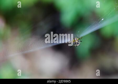 Nahaufnahme des Spider Web Stockfoto