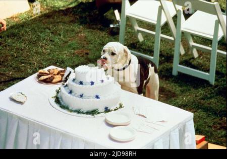 LAUREN, SCHATTEN, HEIMWÄRTS GEBUNDEN: THE INCREDIBLE JOURNEY, 1993, Stockfoto