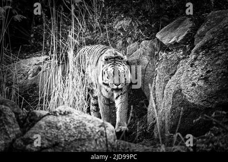 Sibirischer Tiger in schwarz weiß. Elegante Großkatze. Gefährdete Raubkatze. Weißes, schwarzes, orange gestreiftes Fell. Säugetierfoto Stockfoto