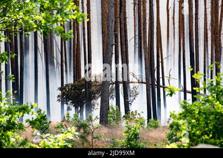 Treuenbrietzen, Deutschland. 19.. Juni 2022. Rauchwolken driften durch den Wald nicht weit vom Waldbrand im Landkreis Frohnsdorf. Zunehmende Winde verschlechterten am Sonntag die Situation beim Waldbrand, der am 17.06.2022 ausbrach. Quelle: Paul Zinken/dpa/Alamy Live News Stockfoto