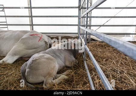 Eine Herde Kühe in einem kleinen Stall auf dem lokalen Bauernmarkt Stockfoto