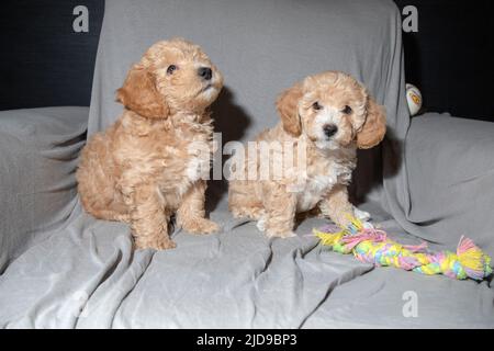 Sieben Wochen alte Puochon (Pudel & Bichon Mix) Welpen spielen auf einem Sessel Stockfoto