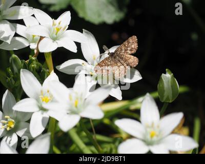 Nahaufnahme einer männlichen Common Heath Moth, Ematurga Atomaria, auf weißen Scilla-Blüten mit Knospen. Stockfoto