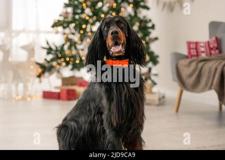 Gordon Setter in der Weihnachtszeit Stockfoto