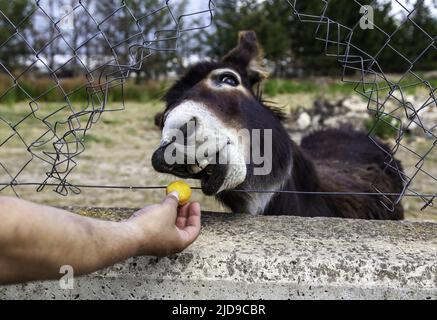 Esel isst Cupcake in Stall, lustige Tiere, Säugetiere Stockfoto