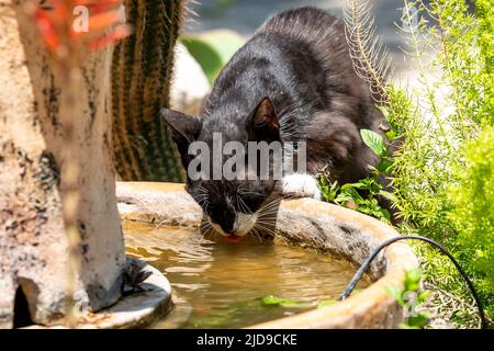 Eine Nahaufnahme einer schwarz-weißen Katze, die einen Drink aus einem Wasserbrunnen in Nordzypern hat Stockfoto