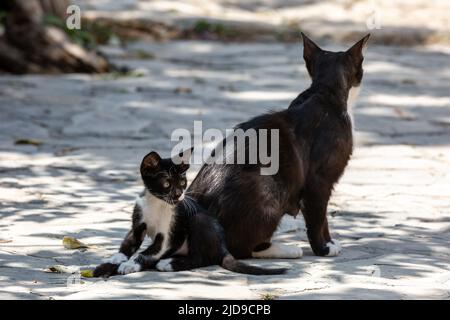 Eine Katze und ihr Kätzchen in Nordzypern, mit einer geringen Schärfentiefe Stockfoto