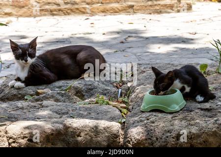 Eine Katze und ihr Kätzchen in Nordzypern Stockfoto