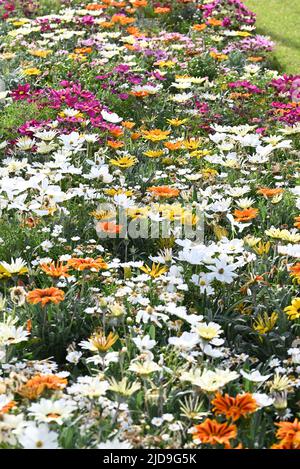 Gemischte Gazania's in einem Garten Stockfoto