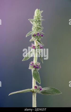 Blütenstiel der Lammohren Pflanze (Stachys byzantina) im Garten im Frühsommer. Stockfoto