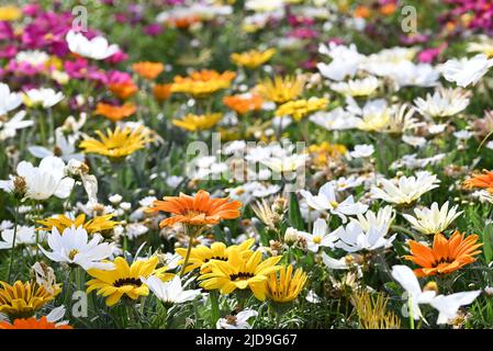 Gemischte Gazania's in einem Garten Stockfoto