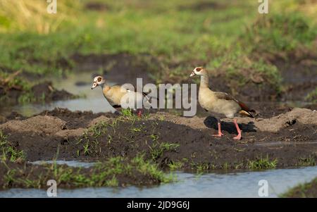 Nilgans (Alopochen Aegyptiacus) Stockfoto