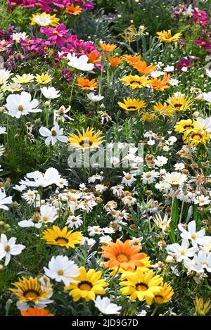 Gemischte Gazania's in einem Garten Stockfoto