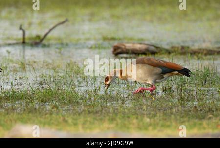 Nilgans (Alopochen Aegyptiacus) Stockfoto