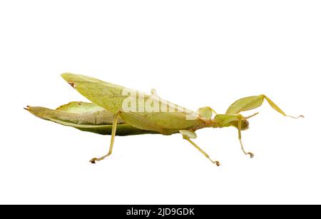 Stecken Sie Insekt vor weißem Hintergrund Stockfoto