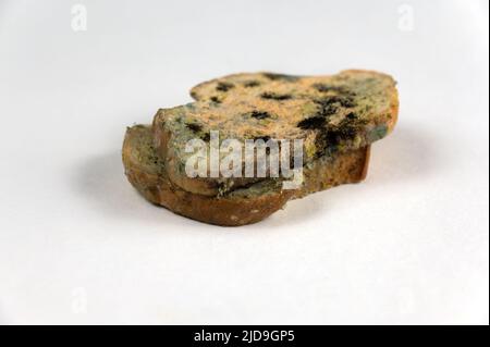 Das schimmelige Brot liegt dem neutralen Hintergrund gegenüber. Zwei Scheiben Weizenbrot mit Pilzschimmel bedeckt. Das Essen war verdorben. Selektiver Fokus. Stockfoto