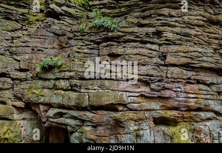 Schichten aus Droop-Sandstein mit Farnen, Moos und Flechten wachsen auf einer schieren Felswand im Beartown State Park in West Virginia. Stockfoto
