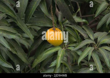 Reifer Mango baumelt an einem Baum Stockfoto