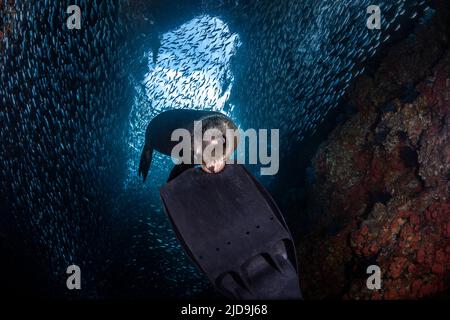 Scuba Divers Fin Los Islotes, La Paz, Baja California Sur, Mexiko Stockfoto