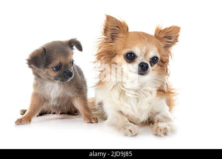 Wenig chihuahuas vor weißem Hintergrund Stockfoto