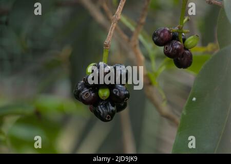 Jamun-Früchte hängen am Baum. Malabar-Pflaume, Java-Pflaume oder schwarze Pflaume. Stockfoto