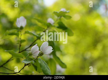 Quitte, Cydonia oblonga, frühlingsweiße Blüten und frische Blätter, verschwommener Hintergrund, Bokeh und Kopierraum Stockfoto
