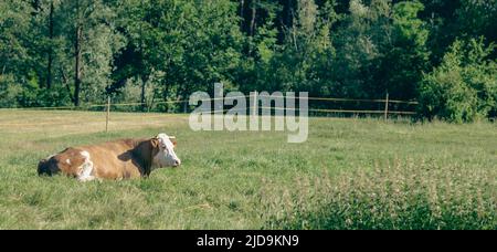 Kühe auf der Wiese in einer schönen Waldlandschaft, Bauernkonzept Stockfoto