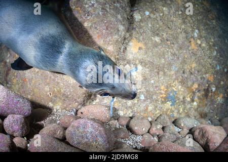 Kalifornischer Seelöwe (Zalophus californianus) in Los Islotes, La Paz, Baja California Sur, Mexiko Stockfoto