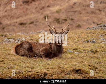 Rotwild-Hirsch Stockfoto