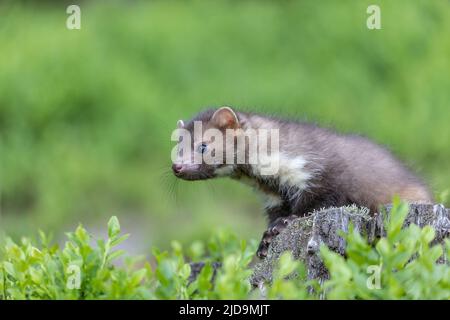 Seitenansicht von niedlichen jungen Marder im Freien. Horizontal. Stockfoto
