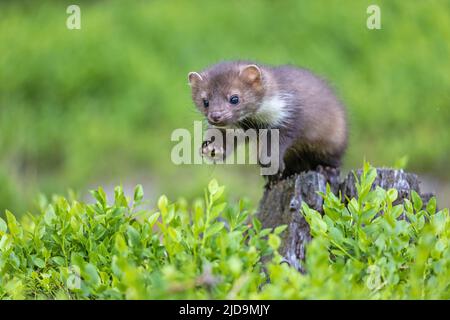 Springen niedlichen jungen Marder Nahaufnahme im Freien. Horizontal. Stockfoto