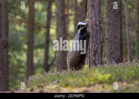 Europäischer Dachs steht auf seinen Hinterbeinen und lehnt sich im Wald an einen Baum. Horizontal. Stockfoto