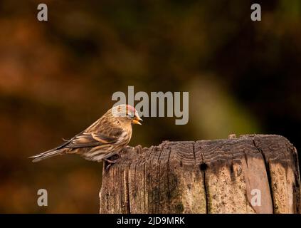 Geringerer Redpoll Stockfoto