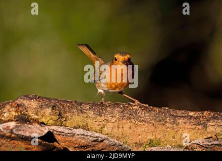 Europäischer Robin-Erwachsener. Stockfoto