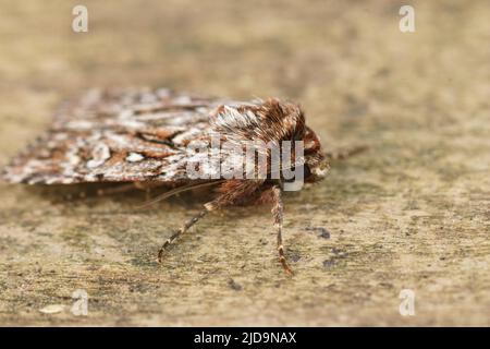 Detaillierte Nahaufnahme des echten Liebhaberknoten-Motten, Lycophotia porphyrea, der im Garten auf Holz sitzt Stockfoto