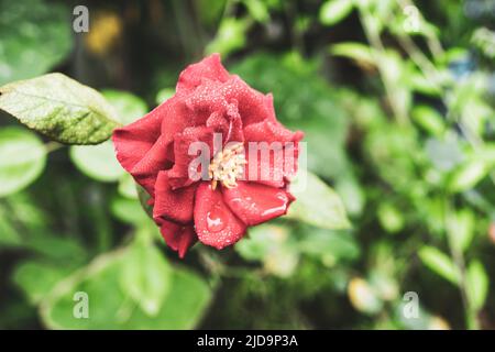 Wunderschöne Rosen, die in der Morgensonne schimmern Stockfoto