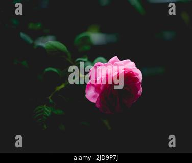 Wunderschöne Rosen, die in der Morgensonne schimmern Stockfoto