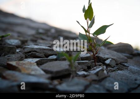 Die Kraft des Wachstums. Durch den Asphalt sprießen die Sprossen. Die Anlage brach durch den Beton. Kraft der Natur. Überwuchert. Stockfoto