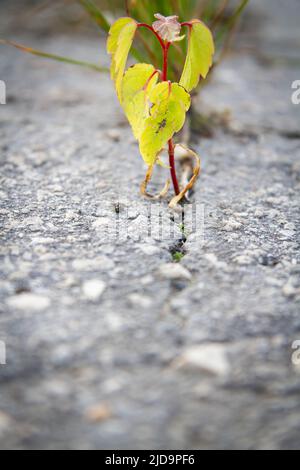 Die Kraft des Wachstums. Durch den Asphalt sprießen die Sprossen. Die Anlage brach durch den Beton. Kraft der Natur. Überwuchert. Stockfoto