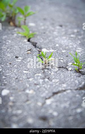 Die Kraft des Wachstums. Durch den Asphalt sprießen die Sprossen. Die Anlage brach durch den Beton. Kraft der Natur. Überwuchert. Stockfoto