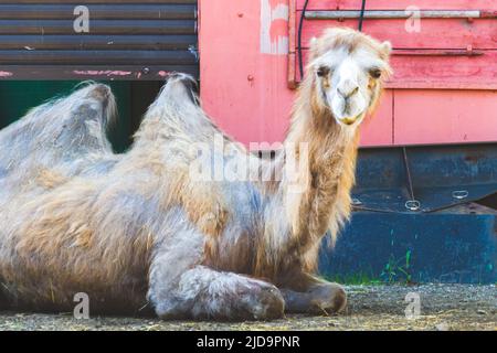 Kamel im Urlaub. Das baktrische Kamel liegt auf dem Boden. Tiere in Gefangenschaft. Zoo mit wilden Tieren. Stockfoto