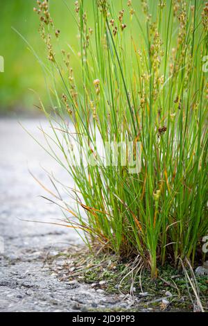 Die Kraft des Wachstums. Durch den Asphalt sprießen die Sprossen. Die Anlage brach durch den Beton. Kraft der Natur. Überwuchert. Stockfoto