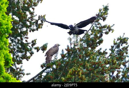 Berlin, Deutschland. 15.. Mai 2021. 15.05.2021, Berlin. Eine Kapuzeneule (Corvus cornix, oben) greift einen erwachsenen Habicht (Accipiter gentilis) an, der auf einem Friedhof im Bezirk Steglitz-Zehlendorf auf einer Douglasie thront. Habichte jagen und töten Krähen und sind vor allem für Jungvögel eine große Gefahr. Quelle: Wolfram Steinberg/dpa Quelle: Wolfram Steinberg/dpa/Alamy Live News Stockfoto