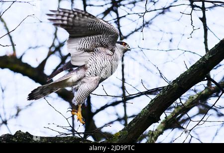 Berlin, Deutschland. 15. Januar 2022. 15.01.2022, Berlin. Ein erwachsener Nordgoshawk (Accipiter gentilis) fliegt an einem Wintertag im Bezirk Steglitz-Zehlendorf mit seinen Flügeln auf einem Friedhof von einem Ast. Quelle: Wolfram Steinberg/dpa Quelle: Wolfram Steinberg/dpa/Alamy Live News Stockfoto