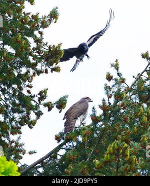 Berlin, Deutschland. 15.. Mai 2021. 15.05.2021, Berlin. Eine Kapuzeneule (Corvus cornix, oben) greift einen erwachsenen Habicht (Accipiter gentilis) an, der auf einem Friedhof im Bezirk Steglitz-Zehlendorf auf einer Douglasie thront. Habichte jagen und töten Krähen und sind vor allem für Jungvögel eine große Gefahr. Quelle: Wolfram Steinberg/dpa Quelle: Wolfram Steinberg/dpa/Alamy Live News Stockfoto