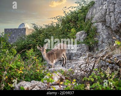 Bergziege auf einer Klippe im Naturpark Torcal, Spanien. Stockfoto