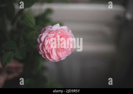 Wunderschöne Rosen, die in der Morgensonne schimmern Stockfoto